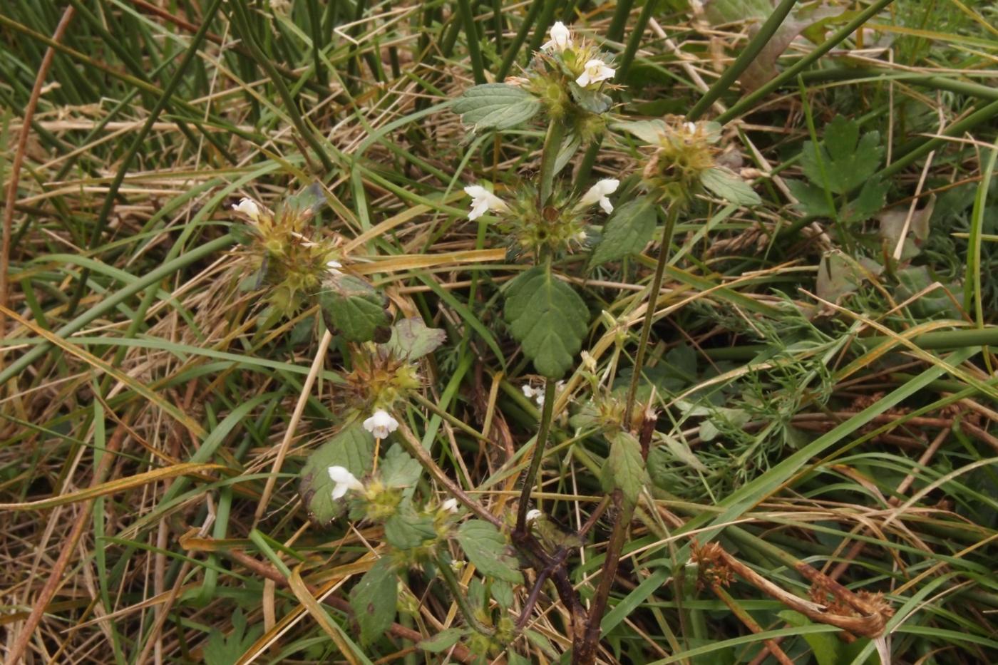 Hemp-Nettle, Common plant